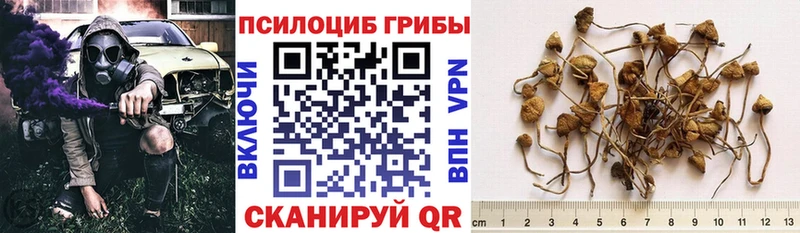 Псилоцибиновые грибы Magic Shrooms где продают Жиздра